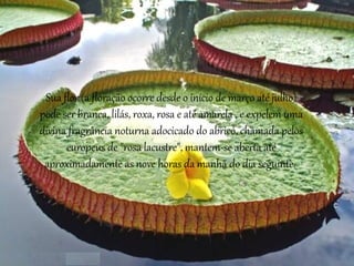 Sua flor (a floração ocorre desde o início de março até julho)
pode ser branca, lilás, roxa, rosa e até amarela , e expelem uma
divina fragrância noturna adocicado do abricó, chamada pelos
europeus de "rosa lacustre", mantem-se aberta até
aproximadamente as nove horas da manhã do dia seguinte.
 