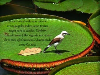 O suco extraído de suas raízes é
utilizado pelos índios como tintura
negra para os cabelos. Também
utilizada como folha sagrada nos rituais
da cultura afro brasileira e denominado
como Oxibata.
 