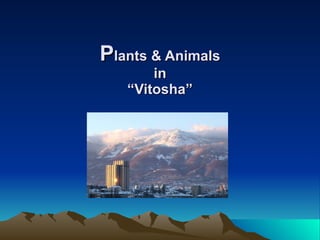 P lants & Animals in “Vitosha”   