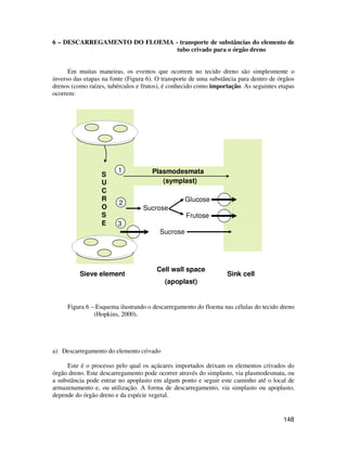 6 – DESCARREGAMENTO DO FLOEMA - transporte de substâncias do elemento de 
148 
tubo crivado para o órgão dreno 
Em muitas maneiras, os eventos que ocorrem no tecido dreno são simplesmente o 
inverso das etapas na fonte (Figura 6). O transporte de uma substância para dentro de órgãos 
drenos (como raízes, tubérculos e frutos), é conhecido como importação. As seguintes etapas 
ocorrem: 
S 
U 
C 
R 
O 
S 
E 
Plasmodesmata 
(symplast) 
Sucrose 
Sucrose 
1 
2 
3 
Sieve element 
Glucose 
Frutose 
Cell wall space 
(apoplast) 
Sink cell 
Figura 6 – Esquema ilustrando o descarregamento do floema nas células do tecido dreno 
(Hopkins, 2000). 
a) Descarregamento do elemento crivado 
Este é o processo pelo qual os açúcares importados deixam os elementos crivados do 
órgão dreno. Este descarregamento pode ocorrer através do simplasto, via plasmodesmata, ou 
a substância pode entrar no apoplasto em algum ponto e seguir este caminho até o local de 
armazenamento e, ou utilização. A forma de descarregamento, via simplasto ou apoplasto, 
depende do órgão dreno e da espécie vegetal. 
 