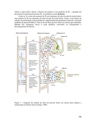 xilema, a água tende a deixar o floema em resposta a este gradiente de Yw , causando um 
decréscimo no potencial de pressão Yp no elemento crivado do dreno. 
Como se vê, ocorre um aumento no Yp nos elementos de tubo crivado do tecido fonte e 
uma redução no Yp nos elementos de tubo crivado do tecido dreno. Assim, o movimento da 
solução na translocação à longa distância é impulsionado pelo gradiente de pressão e não pelo 
gradiente de potencial hídrico. Trata-se de um fluxo passivo (fluxo em massa) que, entretanto, 
depende dos transportes ativos à curta distância, envolvidos no carregamento e 
descarregamento do floema. 
Figura 7 – Esquema do modelo de fluxo de pressão (fluxo em massa) para explicar a 
translocação no floema (Taiz & Zeiger, 1998). 
150 
 