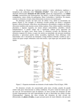 As células do floema que translocam açúcares e outras substâncias orgânicas e 
inorgânicas são conhecidas como “elementos crivados”. Este termo é geral e inclui os 
altamente diferenciados elementos de tubo crivado, típicos das Angiospermas, e as células 
crivadas, características das Gimnospermas. Em adição, o tecido do floema contém células 
companheiras, outras células de parênquima, fibras, esclereídeos e laticíferos. No entanto, 
somente os elementos crivados atuam diretamente no processo de translocação. 
Os elementos crivados são tipos raros de células vivas, dentre as encontradas nas 
plantas (Figura 2). Por exemplo, os elementos crivados perdem seu núcleo e tonoplasto 
durante o desenvolvimento. Além disso, microfilamentos, microtúbulos, complexo de Golgi e 
ribossomos também estão ausentes nestas células maduras. Estas células mantêm a membrana 
plasmática e algumas organelas em menor número (mitocôndrias, plastídios, retículo 
endoplasmático). A parede celular não é lignificada, embora possa apresentar um 
espessamento em alguns casos. Desta forma, os elementos crivados são diferentes dos 
elementos traqueais do xilema, os quais são mortos na maturidade, não possuem membrana 
plasmática e apresentam parede celular secundária, lignificada. Estas diferenças estão 
relacionadas com o mecanismo de transporte à longa distância utilizado. Lembre-se que o 
xilema está quase sempre submetido a uma forte tensão, o que requer que suas paredes sejam 
rígidas. 
141 
Figura 2 – Esquema mostrando um elemento crivado maduro (Taiz & Zeiger, 1998) 
Os elementos crivados são caracterizados pelas áreas crivadas, porções da parede 
celular onde poros interconectam as células condutoras. Os poros variam de menos que 1,0 
até cerca de 15,0 micrômetros (μm) de diâmetro. As áreas crivadas dos elementos de tubo 
crivado (Angiospermas) são mais especializadas do que as observadas nas células crivadas 
(Gimnospermas). Algumas das áreas crivadas dos elementos de tubo crivado são 
diferenciadas em placas crivadas, as quais possuem poros de maior diâmetro, não possuem 
 