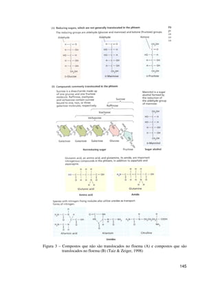 Figura 3 – Compostos que não são translocados no floema (A) e compostos que são 
145 
translocados no floema (B) (Taiz & Zeiger, 1998) 
 