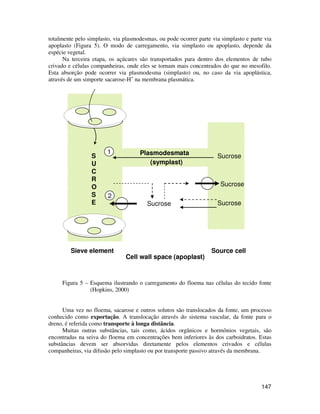 totalmente pelo simplasto, via plasmodesmas, ou pode ocorrer parte via simplasto e parte via 
apoplasto (Figura 5). O modo de carregamento, via simplasto ou apoplasto, depende da 
espécie vegetal. 
Na terceira etapa, os açúcares são transportados para dentro dos elementos de tubo 
crivado e células companheiras, onde eles se tornam mais concentrados do que no mesofilo. 
Esta absorção pode ocorrer via plasmodesma (simplasto) ou, no caso da via apoplástica, 
através de um simporte sacarose-H+ na membrana plasmática. 
S 
U 
C 
R 
O 
S 
E 
Sucrose 
Sucrose 
Sucrose 
Plasmodesmata 
(symplast) 
Sucrose 
1 
2 
Sieve element 
Cell wall space (apoplast) 
Source cell 
Figura 5 – Esquema ilustrando o carregamento do floema nas células do tecido fonte 
147 
(Hopkins, 2000) 
Uma vez no floema, sacarose e outros solutos são translocados da fonte, um processo 
conhecido como exportação. A translocação através do sistema vascular, da fonte para o 
dreno, é referida como transporte à longa distância. 
Muitas outras substâncias, tais como, ácidos orgânicos e hormônios vegetais, são 
encontradas na seiva do floema em concentrações bem inferiores às dos carboidratos. Estas 
substâncias devem ser absorvidas diretamente pelos elementos crivados e células 
companheiras, via difusão pelo simplasto ou por transporte passivo através da membrana. 
 