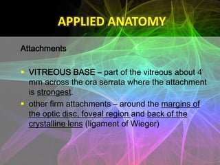 APPLIED ANATOMY
Attachments

 VITREOUS BASE – part of the vitreous about 4
  mm across the ora serrata where the attachme...