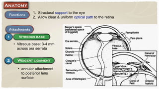 1. Structural support to the eye
2. Allow clear & uniform optical path to the retina
• Vitreous base: 3-4 mm
across ora serrata
• annular attachment
to posterior lens
surface
 