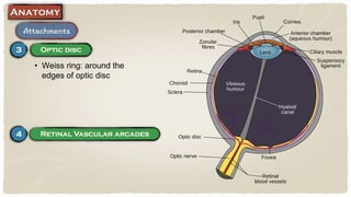 • Weiss ring: around the
edges of optic disc
 