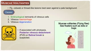• Fly, cobweb or thread-like lesions best seen against a pale background.
1. Embryological remnants of vitreous cells
2. Vitreous haemorrhage
3. Vitreous degeneration
• If associated with photopsia,
Posterior vitreous detachment
(PVD) or Retinal break is
suspected.
 