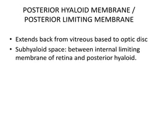 POSTERIOR HYALOID MEMBRANE /
POSTERIOR LIMITING MEMBRANE
• Extends back from vitreous based to optic disc
• Subhyaloid space: between internal limiting
membrane of retina and posterior hyaloid.
 
