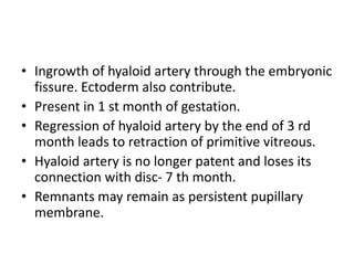• Ingrowth of hyaloid artery through the embryonic
fissure. Ectoderm also contribute.
• Present in 1 st month of gestation.
• Regression of hyaloid artery by the end of 3 rd
month leads to retraction of primitive vitreous.
• Hyaloid artery is no longer patent and loses its
connection with disc- 7 th month.
• Remnants may remain as persistent pupillary
membrane.
 