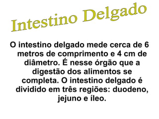 O intestino delgado mede cerca de 6 
metros de comprimento e 4 cm de 
diâmetro. É nesse órgão que a 
digestão dos alimentos se 
completa. O intestino delgado é 
dividido em três regiões: duodeno, 
jejuno e íleo. 
 