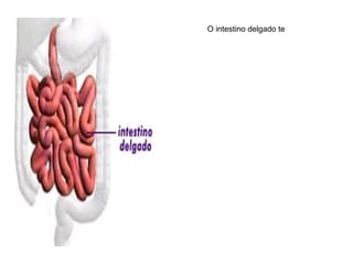 O intestino delgado te 
