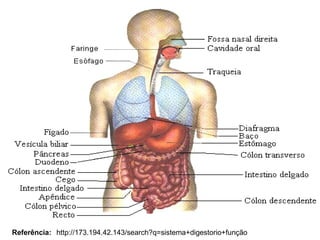 Referência: http://173.194.42.143/search?q=sistema+digestorio+função 
 