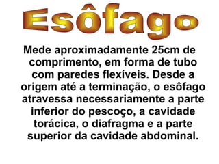 Mede aproximadamente 25cm de 
comprimento, em forma de tubo 
com paredes flexíveis. Desde a 
origem até a terminação, o esôfago 
atravessa necessariamente a parte 
inferior do pescoço, a cavidade 
torácica, o diafragma e a parte 
superior da cavidade abdominal. 
 
