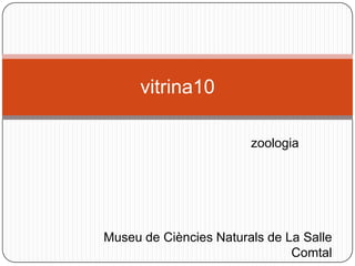 zoologia
vitrina10
Museu de Ciències Naturals de La Salle
Comtal
 