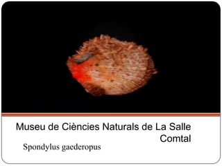 Spondylus gaederopus
Museu de Ciències Naturals de La Salle
Comtal
 
