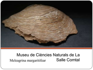 Meleagrina margaritifear
Museu de Ciències Naturals de La
Salle Comtal
 