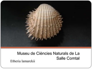 Etberia lamarckii
Museu de Ciències Naturals de La
Salle Comtal
 