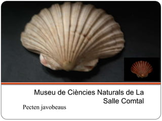 Pecten javobeaus
Museu de Ciències Naturals de La
Salle Comtal
 