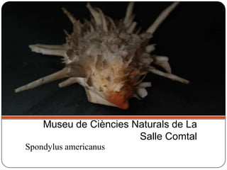 Spondylus americanus
Museu de Ciències Naturals de La
Salle Comtal
 