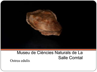 Ostrea edulis
Museu de Ciències Naturals de La
Salle Comtal
 