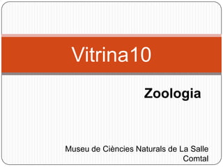 Zoologia
Vitrina10
Museu de Ciències Naturals de La Salle
Comtal
 