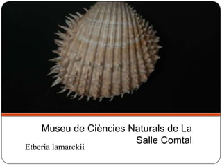 Etberia lamarckii
Museu de Ciències Naturals de La
Salle Comtal
 