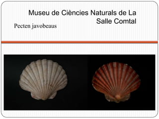 Pecten javobeaus
Museu de Ciències Naturals de La
Salle Comtal
 