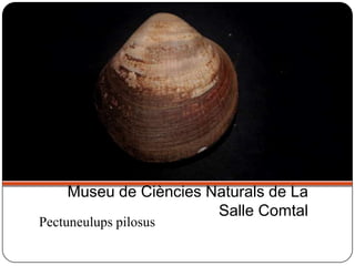 Pectuneulups pilosus
Museu de Ciències Naturals de La
Salle Comtal
 