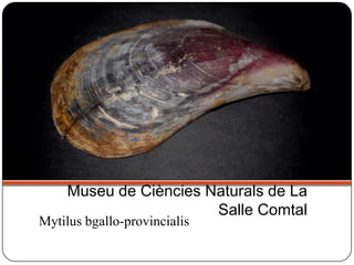 Mytilus bgallo-provincialis
Museu de Ciències Naturals de La
Salle Comtal
 