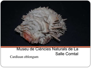 Cardiuun oblongum
Museu de Ciències Naturals de La
Salle Comtal
 