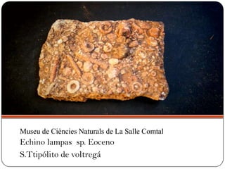 Echino lampas sp. Eoceno
S.Ttipólito de voltregá
Museu de Ciències Naturals de La Salle Comtal
 