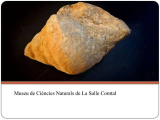 Museu de Ciències Naturals de La Salle Comtal
 