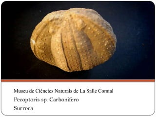 Pecoptoris sp. Carbonifero
Surroca
Museu de Ciències Naturals de La Salle Comtal
 