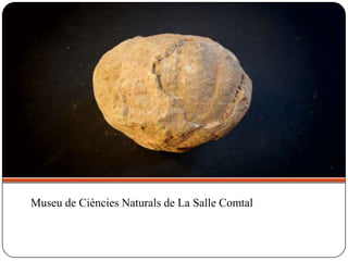 Museu de Ciències Naturals de La Salle Comtal
 