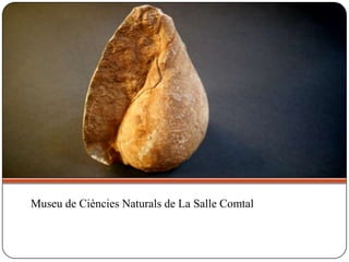 Museu de Ciències Naturals de La Salle Comtal
 