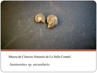 Ammonites sp. secundario
Museu de Ciències Naturals de La Salle Comtal
 