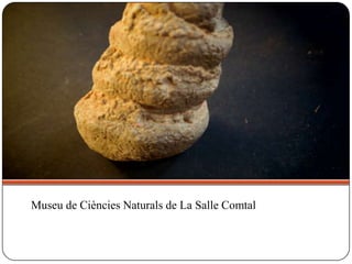 Museu de Ciències Naturals de La Salle Comtal
 