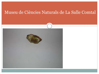 Museu de Ciències Naturals de La Salle Comtal
 