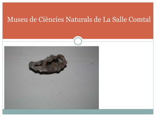 Museu de Ciències Naturals de La Salle Comtal
 