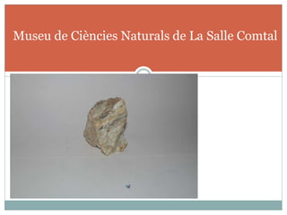 Museu de Ciències Naturals de La Salle Comtal
 