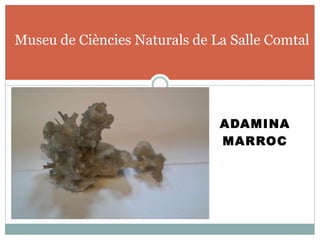 ADAMINA
MARROC
Museu de Ciències Naturals de La Salle Comtal
 