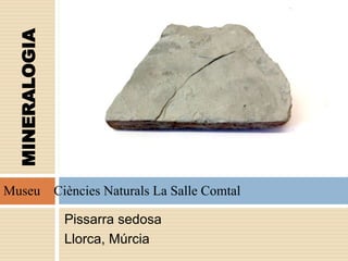 Pissarra sedosa
Llorca, Múrcia
MINERALOGIA
Museu Ciències Naturals La Salle Comtal
 