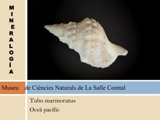 Tubo marmoratus
Oceà pacífic
M
I
N
E
R
A
L
O
G
Í
A
Museu de Ciències Naturals de La Salle Comtal
 