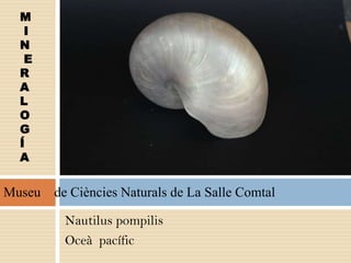 Nautilus pompilis
Oceà pacífic
M
I
N
E
R
A
L
O
G
Í
A
Museu de Ciències Naturals de La Salle Comtal
 