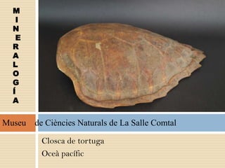 Closca de tortuga
Oceà pacífic
M
I
N
E
R
A
L
O
G
Í
A
Museu de Ciències Naturals de La Salle Comtal
 
