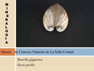Ranella gigantea
Oceà pacífic
M
I
N
E
R
A
L
O
G
Í
A
Museu de Ciències Naturals de La Salle Comtal
 