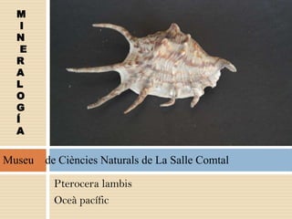 Pterocera lambis
Oceà pacífic
M
I
N
E
R
A
L
O
G
Í
A
Museu de Ciències Naturals de La Salle Comtal
 