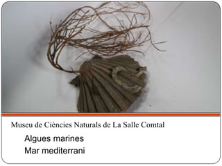 Algues marines
Mar mediterrani
Museu de Ciències Naturals de La Salle Comtal
 