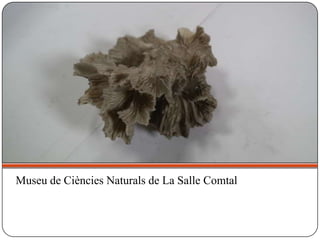 Museu de Ciències Naturals de La Salle Comtal
 